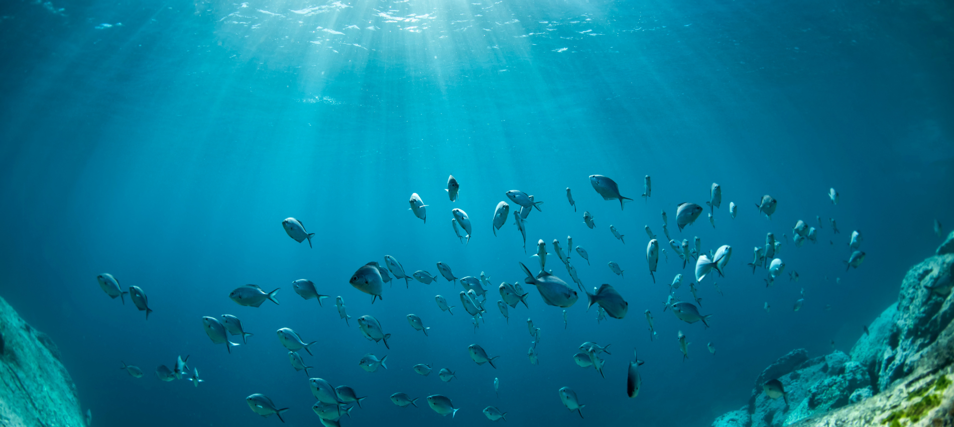 <a target=_blank href='https://www.stbk-nuernberg.de/aktuelles-first'><p>Fremdbesitzverbot</p><p>Appell an den Gesetzgeber >> NEWS | MEDIA-CENTER</p> Fremdbesitzverbot